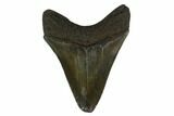 3.17" Fossil Megalodon Tooth - South Carolina - #130752-1